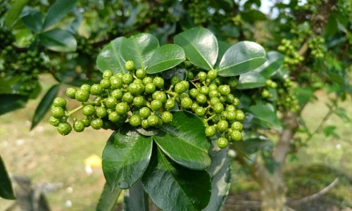 权威绿豆芽汤的功效与作用平台,分享专业绿豆芽汤5分钟搞定知识_绿豆芽汤的功效网