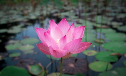 绿豆芽汤的吃法-权威绿豆芽汤的功效与作用平台,分享专业绿豆芽汤5分钟搞定知识_绿豆芽汤的功效网