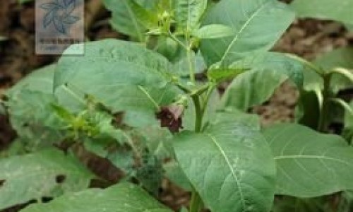 权威绿豆芽汤的功效与作用平台,分享专业绿豆芽汤5分钟搞定知识_绿豆芽汤的功效网